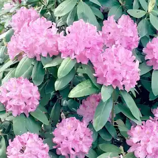 Rhododendron